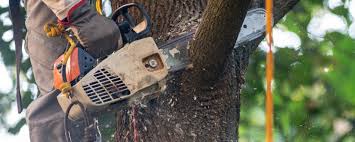 Reliable Halfway, MD Tree Care Solutions
