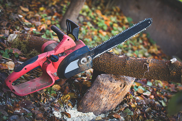 How Our Tree Care Process Works  in  Halfway, MD